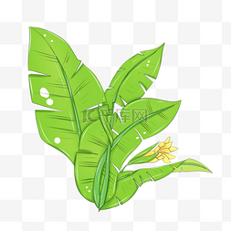 三调芭蕉扇图片_芭蕉树绿色植物装饰图案