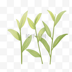 绿色的茶叶装饰插画