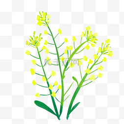 黄色植物油菜花插画