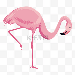 粉色的火烈鸟图片_粉色弯头的火烈鸟