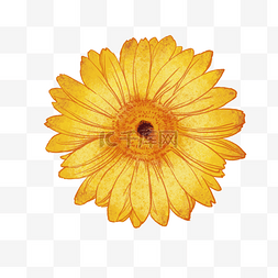 菊花png图片图片_金花菊，菊花，植物，花向日葵