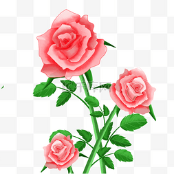 鲜花玫瑰图片_粉色手绘梦幻玫瑰花
