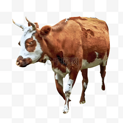牧场动物牛
