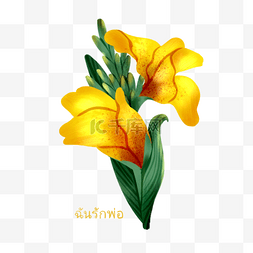 手绘彩色花束花朵图片_泰国父亲节手绘黄色美人蕉元素