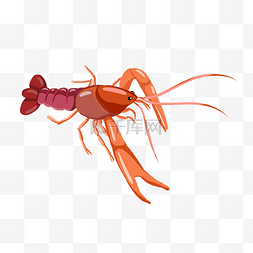 卡通蟹钳图片_橙色的小龙虾插画