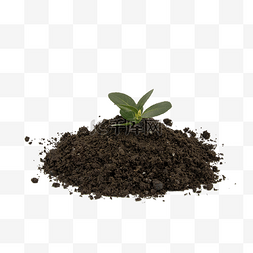 土壤豆子图片_黑土地种植土壤