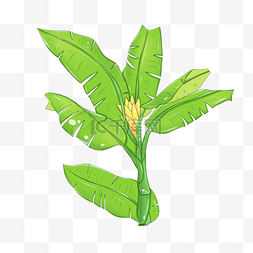 芭蕉装饰图片_芭蕉树绿色植物装饰图案
