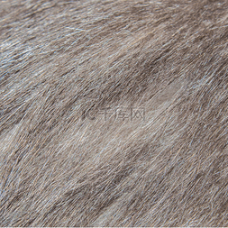 动物毛发素材图片_动物毛发细节图实拍png
