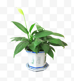 植物花卉免扣