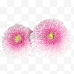 粉色非洲菊植物