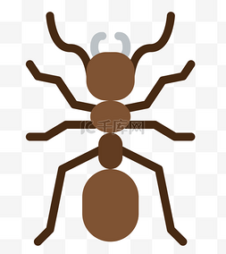 棕色蜘蛛图片_棕色蜘蛛动物