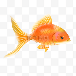 河面小鱼图片_红色海洋金鱼