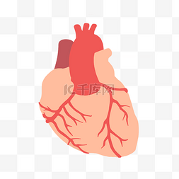 心脏器官