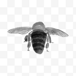 水墨水彩张翅膀小蜜蜂