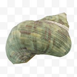 绿色花纹贝壳