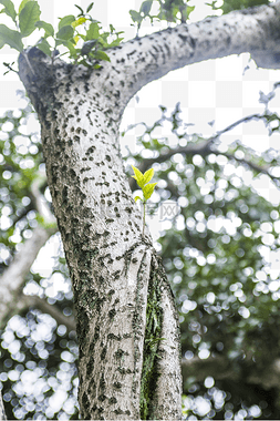枝叶繁茂图片_一枝大树干上长满了嫩芽
