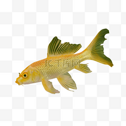 金鱼png图片_动物热带鱼