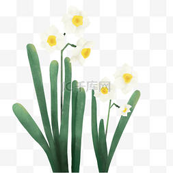 春季植物鲜花图片_春季春天四季鲜花水仙花