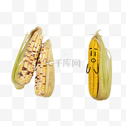 创意玉米图片_孤立玉米