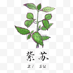 百草之王图片_手绘彩色中药紫苏叶装饰画