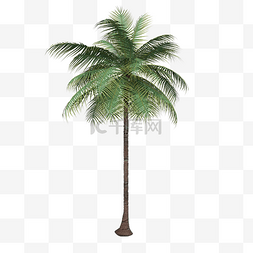 椰子树椰子图片_一颗高大的椰子树