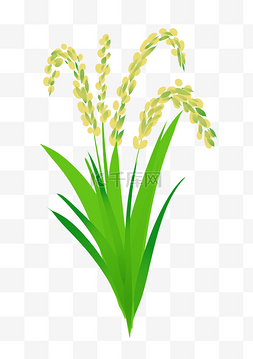 水稻适量图图片_绿色水稻农作物