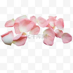 玫瑰花瓣花瓣图片_粉红色玫瑰花瓣