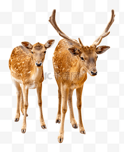 野生动物公母鹿