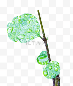 雨景植物细节图露水