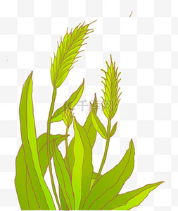粮食农产品丰收麦穗