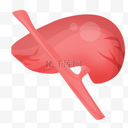 红色心脏器官图片_红色器官内脏插画