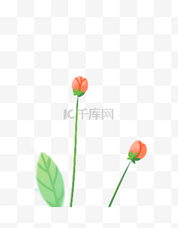 绿色植物红色玫瑰花花苞
