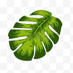 热带水彩植物图片_热带风格龟背竹龟背叶素材