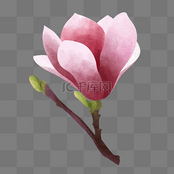 粉色白玉兰花朵图片_春季水彩植物玉兰花