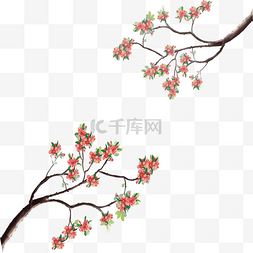 桃花图片_桃花枝条朵朵开