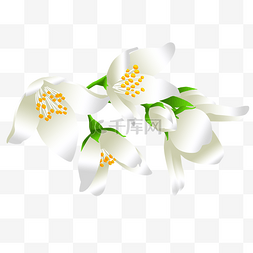 白色的茉莉花