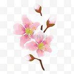 桃花花朵植物