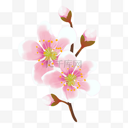 粉红色路灯图片_桃花花朵植物