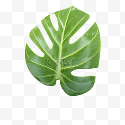 热带植物植物图片_植物绿叶树叶子芭蕉叶
