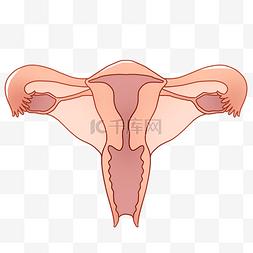女性子宮器官插图