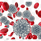 红细胞和白细胞3d元素