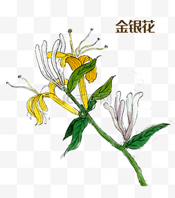 药材金银花图片_国画中药材金银花