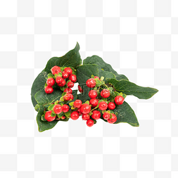 植物茱萸珊瑚红豆