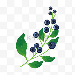 一支蓝莓树枝