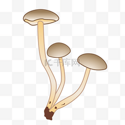 山间细长蘑菇