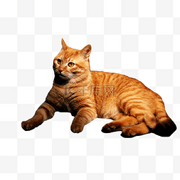 猫橘猫图片_悠闲的橘猫