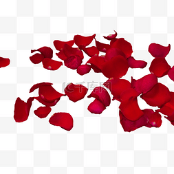 大红色玫瑰花花瓣