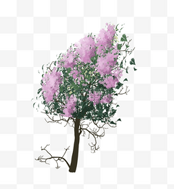 开紫色花朵的树