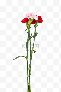 康乃馨花朵红色图片_康乃馨植物花朵