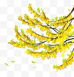 春季树枝黄色春天